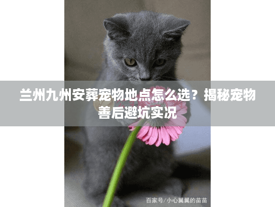 兰州九州安葬宠物地点怎么选？揭秘宠物善后避坑实况