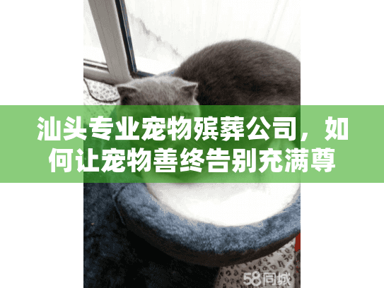 汕头专业宠物殡葬公司，如何让宠物善终告别充满尊严？