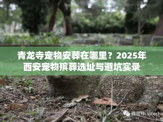青龙寺宠物安葬在哪里？2025年西安宠物殡葬选址与避坑实录