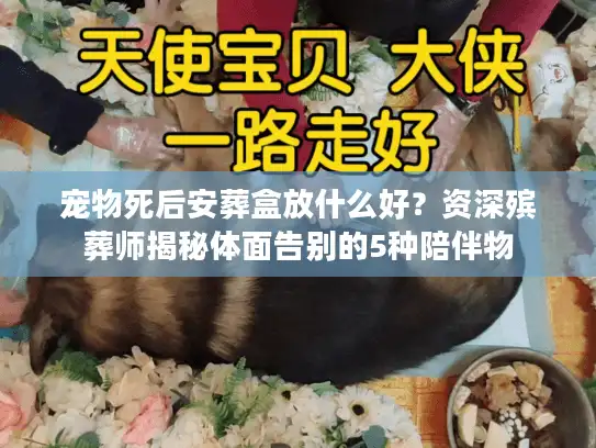 宠物死后安葬盒放什么好？资深殡葬师揭秘体面告别的5种陪伴物