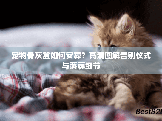 宠物骨灰盒如何安葬?高清图解告别仪式与落葬细节 宠物骨灰盒如何安葬?高清图解告别仪式与落葬细节