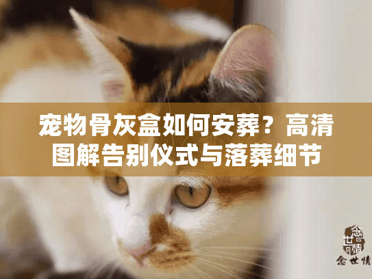 宠物骨灰盒如何安葬?高清图解告别仪式与落葬细节 宠物骨灰盒如何安葬?高清图解告别仪式与落葬细节