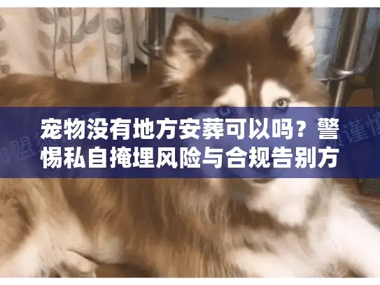 宠物没有地方安葬可以吗?警惕私自掩埋风险与合规告别方案 宠物没有地方安葬可以吗?警惕私自掩埋风险与合规告别方案