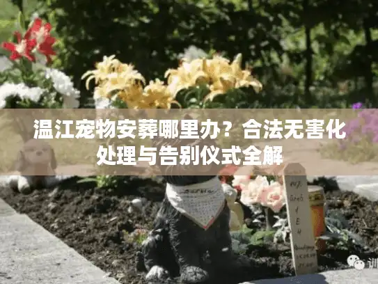 温江宠物安葬哪里办?合法无害化处理与告别仪式全解 温江宠物安葬哪里办?合法无害化处理与告别仪式全解