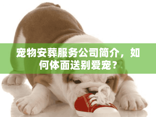 宠物安葬服务公司简介，如何体面送别爱宠？