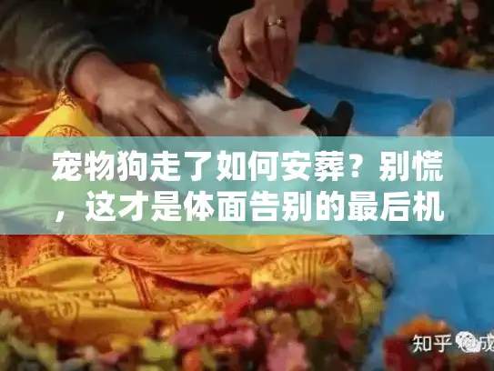 宠物狗走了如何安葬？别慌，这才是体面告别的最后机会