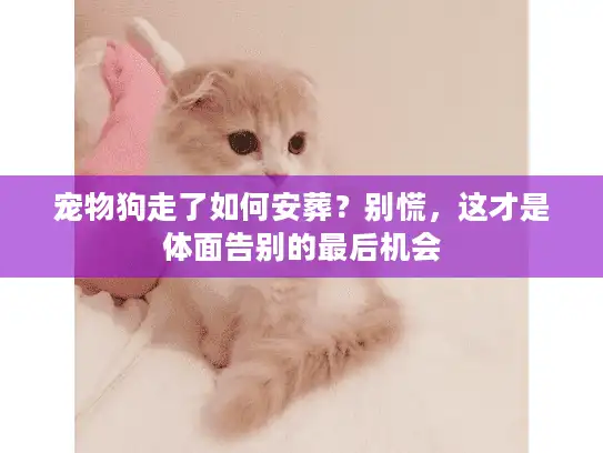 宠物狗走了如何安葬？别慌，这才是体面告别的最后机会