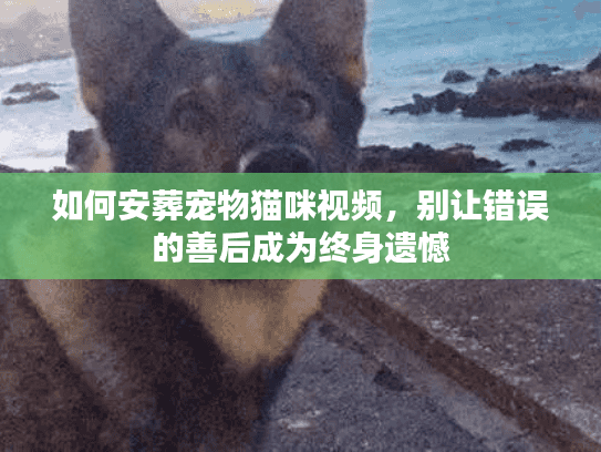 如何安葬宠物猫咪视频,别让错误的善后成为终身遗憾 如何安葬宠物猫咪视频,别让错误的善后成为终身遗憾