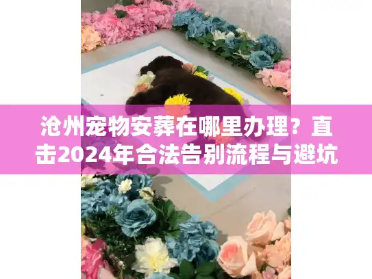 沧州宠物安葬在哪里办理？直击2024年合法告别流程与避坑细节