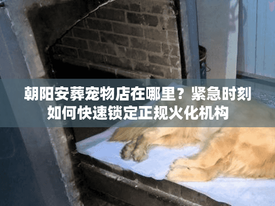 朝阳安葬宠物店在哪里?紧急时刻如何快速锁定正规火化机构 朝阳安葬宠物店在哪里?紧急时刻如何快速锁定正规火化机构