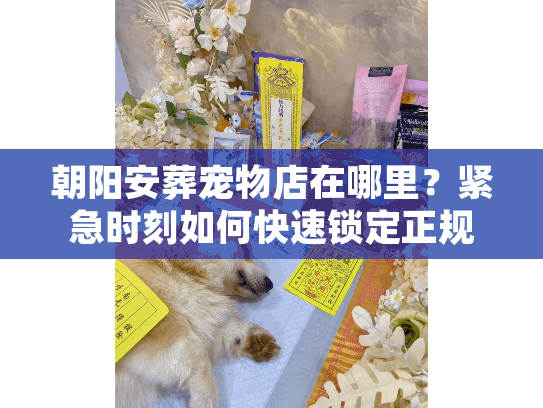 朝阳安葬宠物店在哪里?紧急时刻如何快速锁定正规火化机构 朝阳安葬宠物店在哪里?紧急时刻如何快速锁定正规火化机构