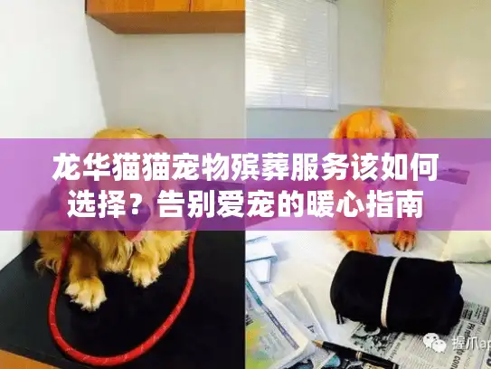 龙华猫猫宠物殡葬服务该如何选择？告别爱宠的暖心指南