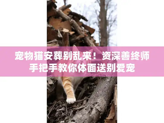 宠物猫安葬别乱来！资深善终师手把手教你体面送别爱宠