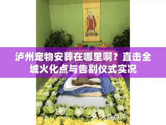 泸州宠物安葬在哪里啊？直击全城火化点与告别仪式实况