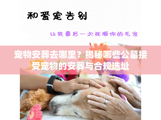 宠物安葬去哪里?揭秘哪些公墓接受宠物的安葬与合规选址 宠物安葬去哪里?揭秘哪些公墓接受宠物的安葬与合规选址
