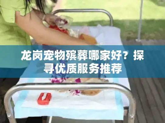 龙岗宠物殡葬哪家好？探寻优质服务推荐