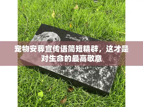宠物安葬宣传语简短精辟，这才是对生命的最高敬意