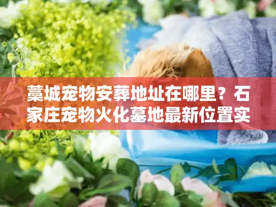 藁城宠物安葬地址在哪里?石家庄宠物火化墓地最新位置实探 藁城宠物安葬地址在哪里?石家庄宠物火化墓地最新位置实探