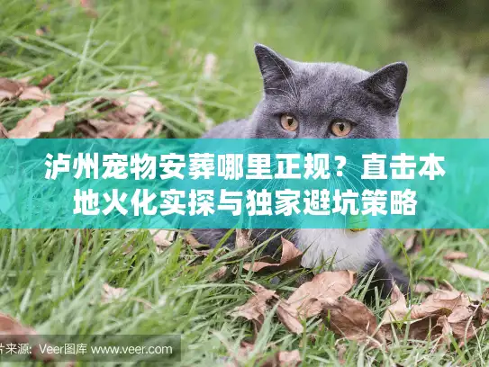 泸州宠物安葬哪里正规?直击本地火化实探与独家避坑策略 泸州宠物安葬哪里正规?直击本地火化实探与独家避坑策略