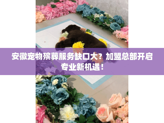 安徽宠物殡葬服务缺口大？加盟总部开启专业新机遇！