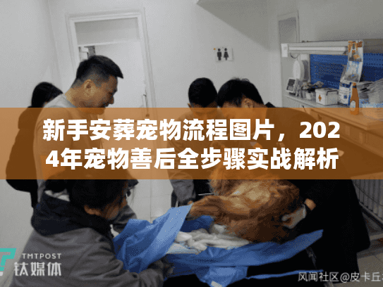 新手安葬宠物流程图片，2024年宠物善后全步骤实战解析