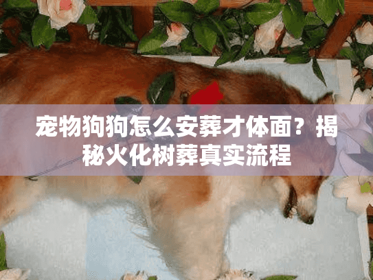 宠物狗狗怎么安葬才体面？揭秘火化树葬真实流程