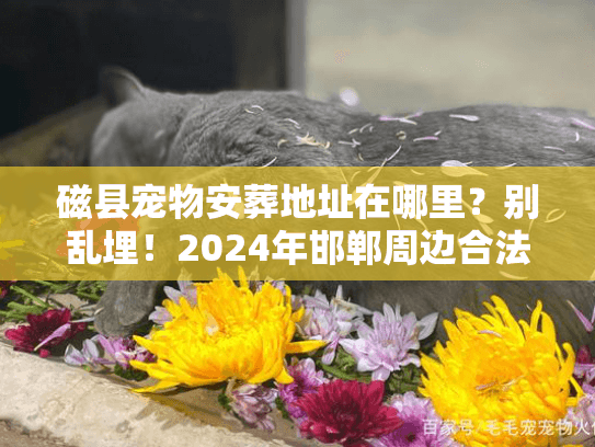 磁县宠物安葬地址在哪里？别乱埋！2024年邯郸周边合法火化机构全解析