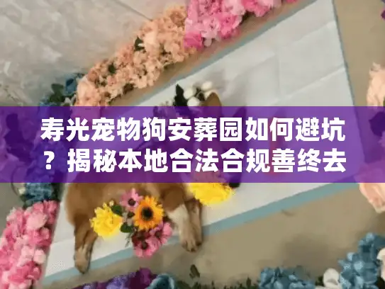 寿光宠物狗安葬园如何避坑？揭秘本地合法合规善终去处