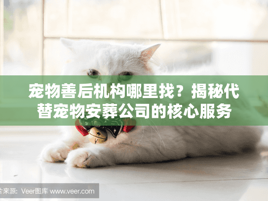 宠物善后机构哪里找？揭秘代替宠物安葬公司的核心服务