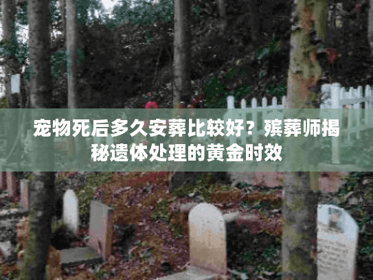 宠物死后多久安葬比较好？殡葬师揭秘遗体处理的黄金时效