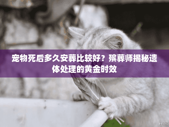 宠物死后多久安葬比较好？殡葬师揭秘遗体处理的黄金时效