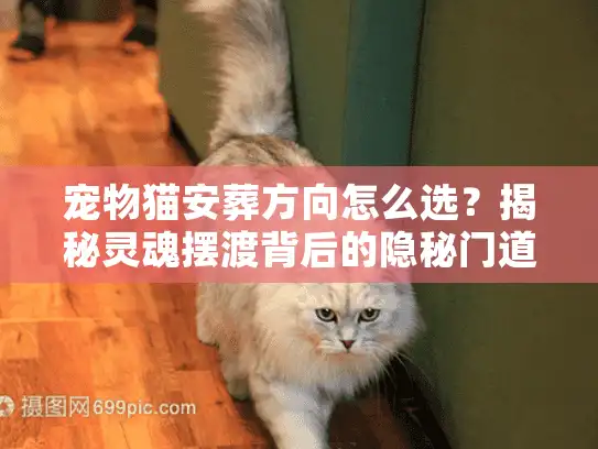 宠物猫安葬方向怎么选？揭秘灵魂摆渡背后的隐秘门道