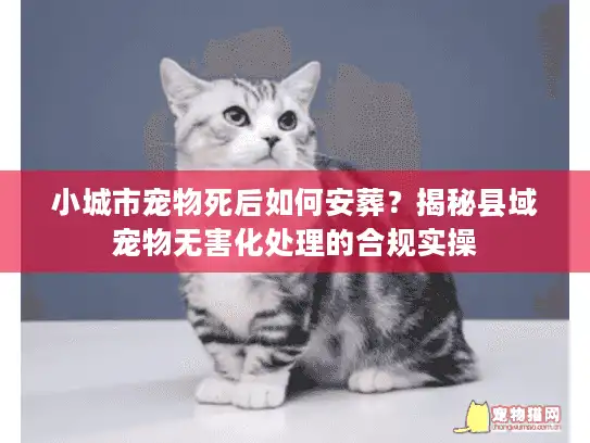 小城市宠物死后如何安葬？揭秘县域宠物无害化处理的合规实操