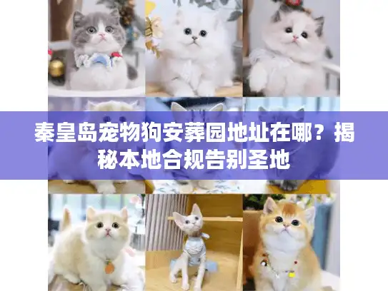 秦皇岛宠物狗安葬园地址在哪？揭秘本地合规告别圣地