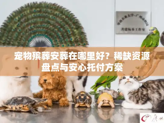 宠物殡葬安葬在哪里好？稀缺资源盘点与安心托付方案