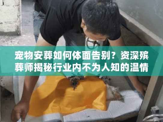 宠物安葬如何体面告别？资深殡葬师揭秘行业内不为人知的温情门道