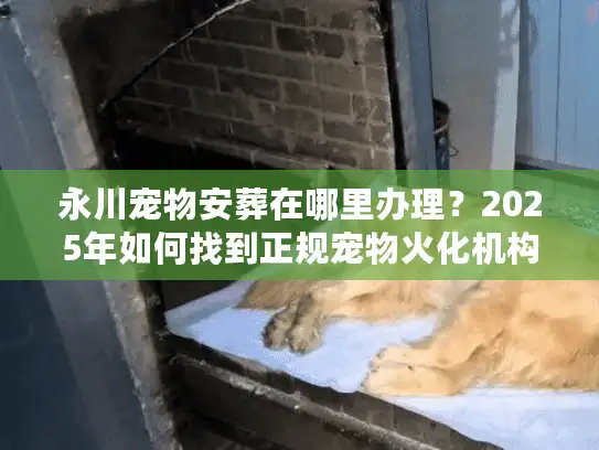 永川宠物安葬在哪里办理？2025年如何找到正规宠物火化机构？