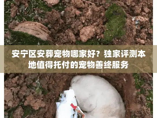 安宁区安葬宠物哪家好？独家评测本地值得托付的宠物善终服务
