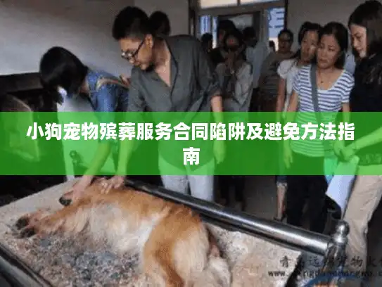 小狗宠物殡葬服务合同陷阱及避免方法指南