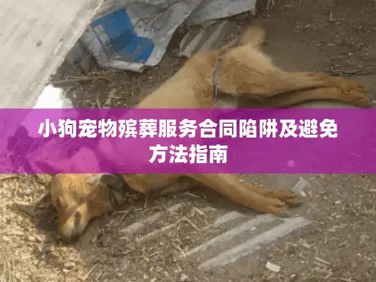小狗宠物殡葬服务合同陷阱及避免方法指南