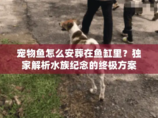宠物鱼怎么安葬在鱼缸里？独家解析水族纪念的终极方案