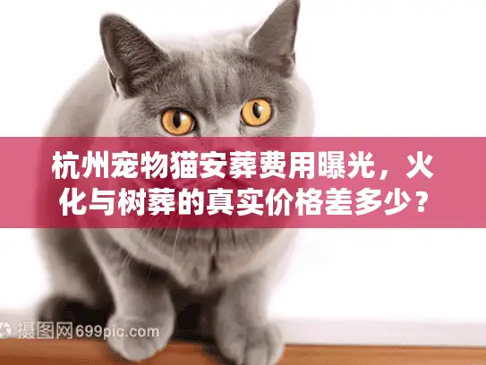 杭州宠物猫安葬费用曝光,火化与树葬的真实价格差多少? 杭州宠物猫安葬费用曝光,火化与树葬的真实价格差多少?