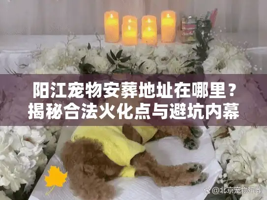 阳江宠物安葬地址在哪里？揭秘合法火化点与避坑内幕