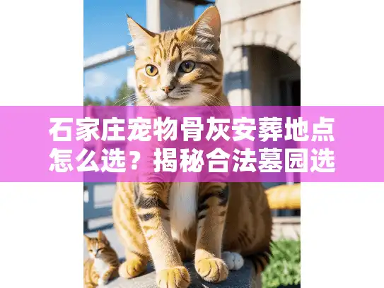 石家庄宠物骨灰安葬地点怎么选？揭秘合法墓园选址与避坑门道