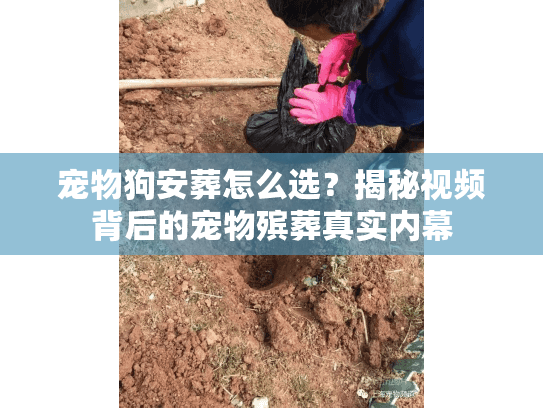 宠物狗安葬怎么选？揭秘视频背后的宠物殡葬真实内幕