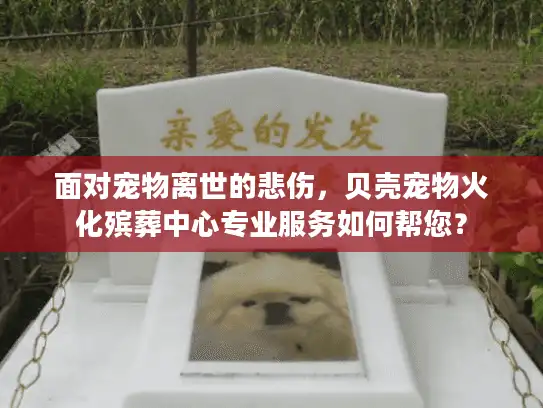面对宠物离世的悲伤,贝壳宠物火化殡葬中心专业服务如何帮您? 面对宠物离世的悲伤,贝壳宠物火化殡葬中心专业服务如何帮您?