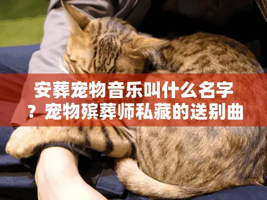 安葬宠物音乐叫什么名字？宠物殡葬师私藏的送别曲单