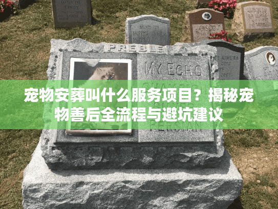 宠物安葬叫什么服务项目？揭秘宠物善后全流程与避坑建议