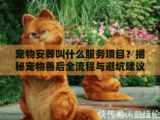 宠物安葬叫什么服务项目？揭秘宠物善后全流程与避坑建议