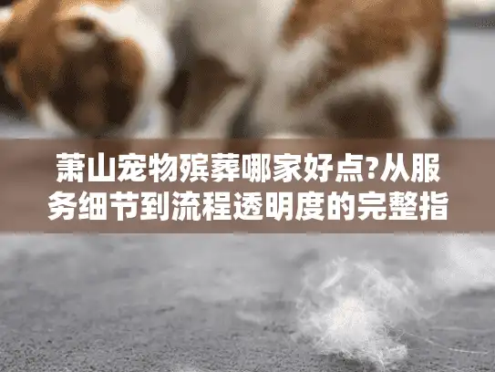 萧山宠物殡葬哪家好点?从服务细节到流程透明度的完整指南